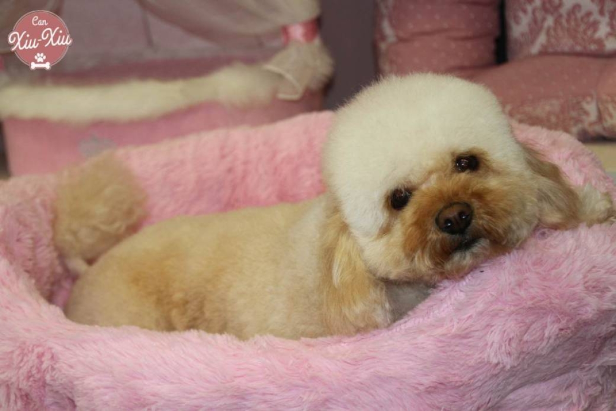 Cama Baby rosa Suave y amorosa cama para tu mascota. Medida 55x 50 cm.